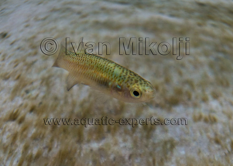 Rivulus gransabanae